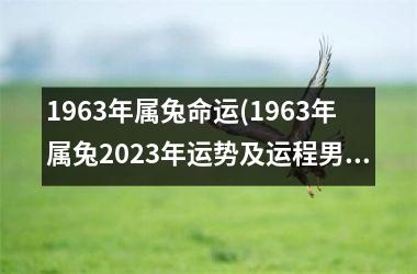 1963年属兔命运(1963年属兔2025年运势及运程男性)