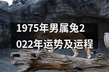1975年男属兔2025年运势及运程