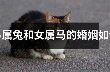 男属兔和女属马的婚姻如何