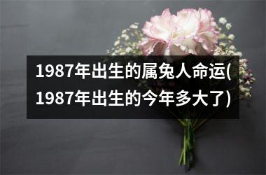 1987年出生的属兔人命运(1987年出生的今年多大了)