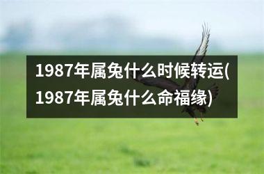 1987年属兔什么时候转运(1987年属兔什么命福缘)
