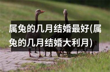 属兔的几月结婚最好(属兔的几月结婚大利月)