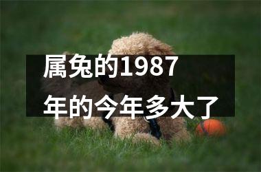 属兔的1987年的今年多大了