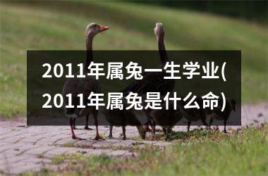 2011年属兔一生学业(2011年属兔是什么命)