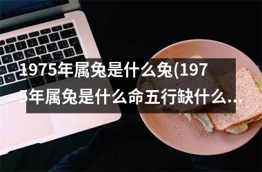 1975年属兔是什么兔(1975年属兔是什么命五行缺什么)