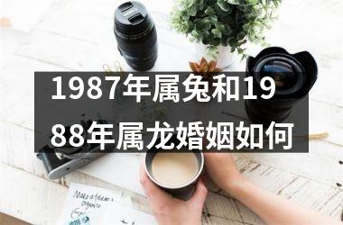 1987年属兔和1988年属龙婚姻如何