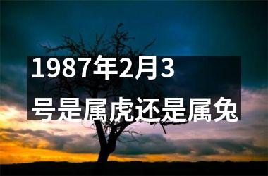 <h3>1987年2月3号是属虎还是属兔