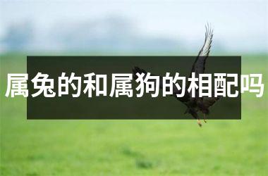属兔的和属狗的相配吗