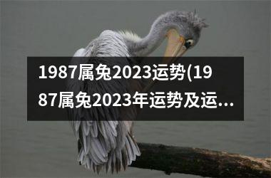 1987属兔2025运势(1987属兔2025年运势及运程每月运程)
