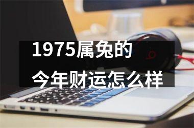 1975属兔的今年财运怎么样