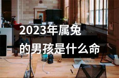 2025年属兔的男孩是什么命