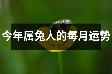 今年属兔人的每月运势