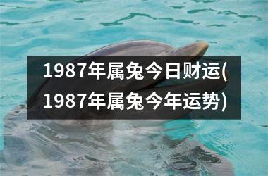 1987年属兔今日财运(1987年属兔今年运势)