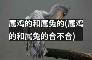 属鸡的和属兔的(属鸡的和属兔的合不合)