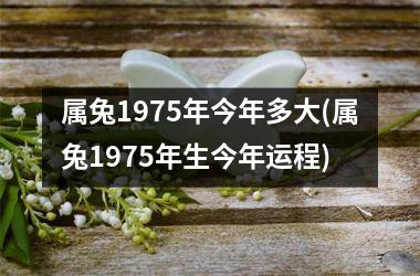 <h3>属兔1975年今年多大(属兔1975年生今年运程)