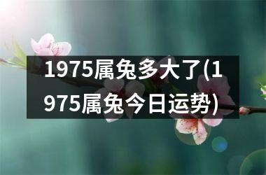 1975属兔多大了(1975属兔今日运势)