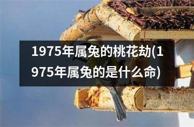 1975年属兔的桃花劫(1975年属兔的是什么命)