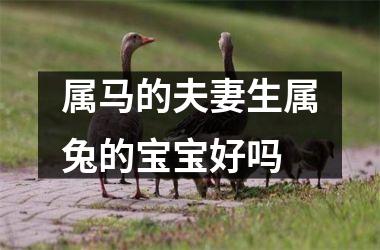 属马的夫妻生属兔的宝宝好吗