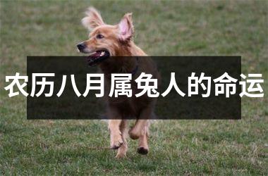 农历八月属兔人的命运