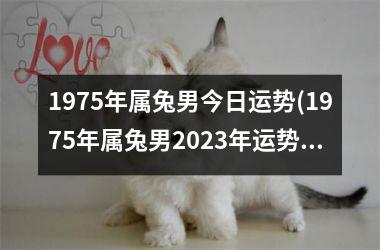1975年属兔男今日运势(1975年属兔男2025年运势及运程凶与吉)