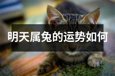 明天属兔的运势如何