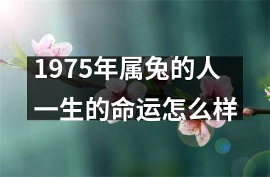 1975年属兔的人一生的命运怎么样