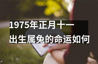 1975年正月十一出生属兔的命运如何