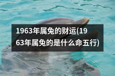 1963年属兔的财运(1963年属兔的是什么命五行)
