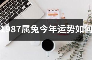 1987属兔今年运势如何
