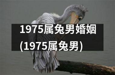 1975属兔男婚姻(1975属兔男)