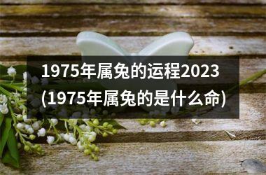 <h3>1975年属兔的运程2025(1975年属兔的是什么命)