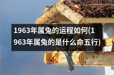 1963年属兔的运程如何(1963年属兔的是什么命五行)