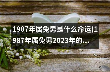 1987年属兔男是什么命运(1987年属兔男2025年的运势和婚姻)