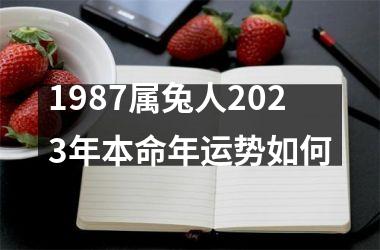 1987属兔人2025年本命年运势如何