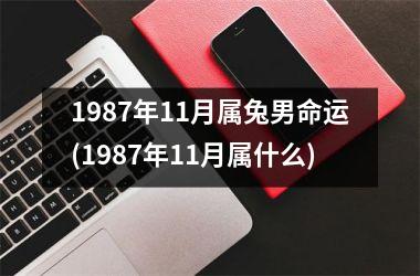 1987年11月属兔男命运(1987年11月属什么)