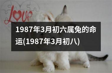 1987年3月初六属兔的命运(1987年3月初八)