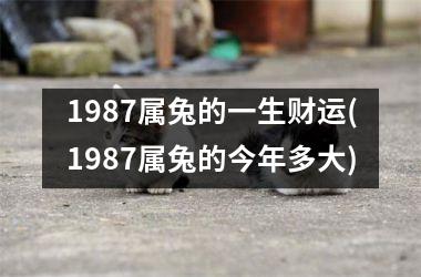 1987属兔的一生财运(1987属兔的今年多大)