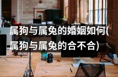属狗与属兔的婚姻如何(属狗与属兔的合不合)