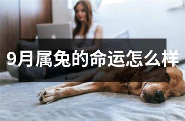 9月属兔的命运怎么样