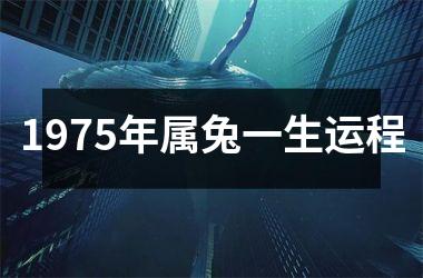1975年属兔一生运程