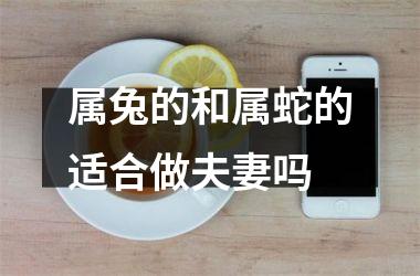 属兔的和属蛇的适合做夫妻吗