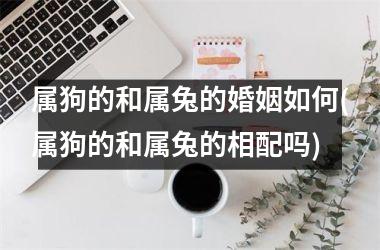 属狗的和属兔的婚姻如何(属狗的和属兔的相配吗)