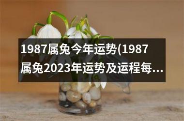 1987属兔今年运势(1987属兔2025年运势及运程每月运程)