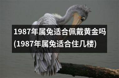 1987年属兔适合佩戴黄金吗(1987年属兔适合住几楼)