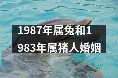 1987年属兔和1983年属猪人婚姻
