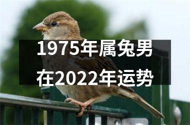 1975年属兔男在2022年运势