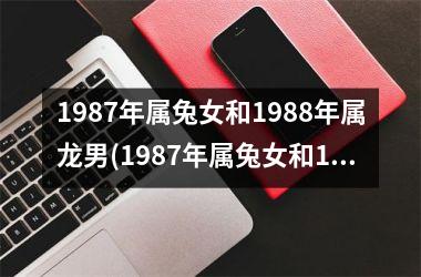 1987年属兔女和1988年属龙男(1987年属兔女和1981鸡女合吗)