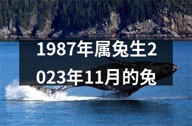 1987年属兔生2025年11月的兔