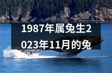 1987年属兔生2023年11月的兔