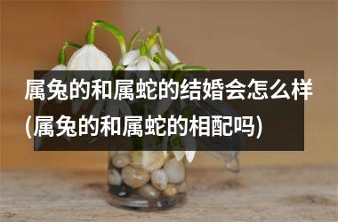 <h3>属兔的和属蛇的结婚会怎么样(属兔的和属蛇的相配吗)